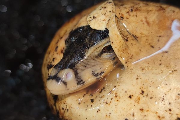 L' un des trois bébés varans nés sans fécondation au zoo de Padiparc