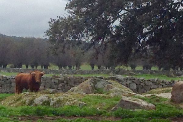 Un toro de Baltasar Ibán. Il sera à Vic Fezensac le samedi 14 mai.