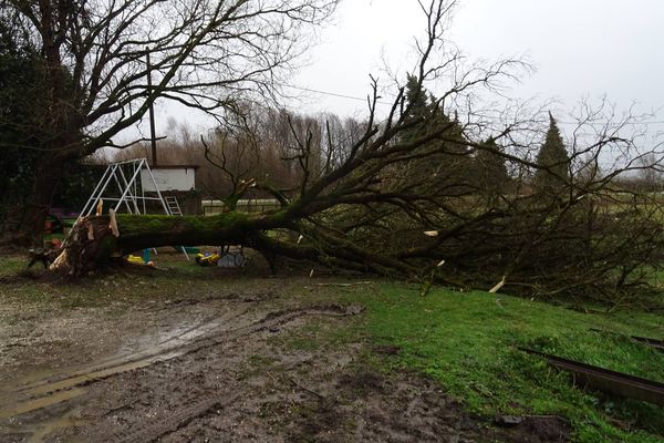 Un arbre déraciné dans la cours d'une internaute aux Marches en Savoie