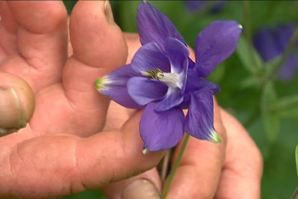 Une ancolie commune dans un jardin limousin "remarquable" à Saint-Laurent-sur-Gorre (87)