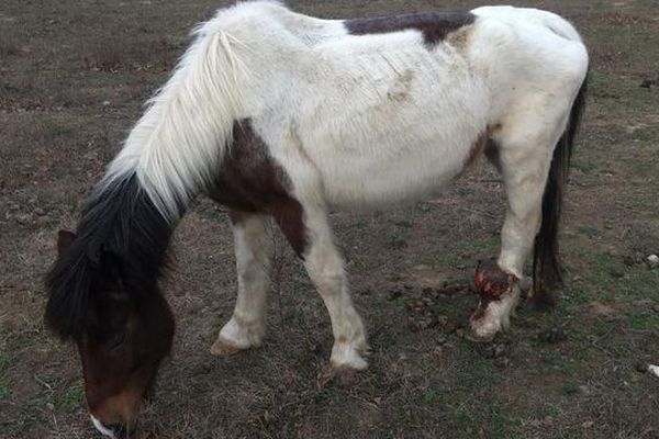 La ponette, abandonnée, a besoin de soins et est dénutrie.