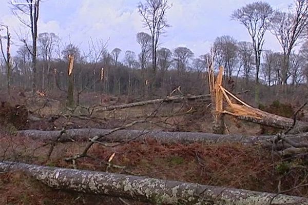 Les forêts bretonnes et principalement celle de Fougères ont payé un lourd tribu lors de la tempête de 1999