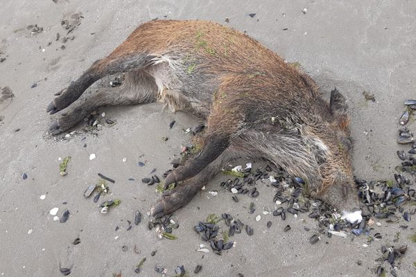 Sanglier retrouvé mort sur la plage de Hillion (22)