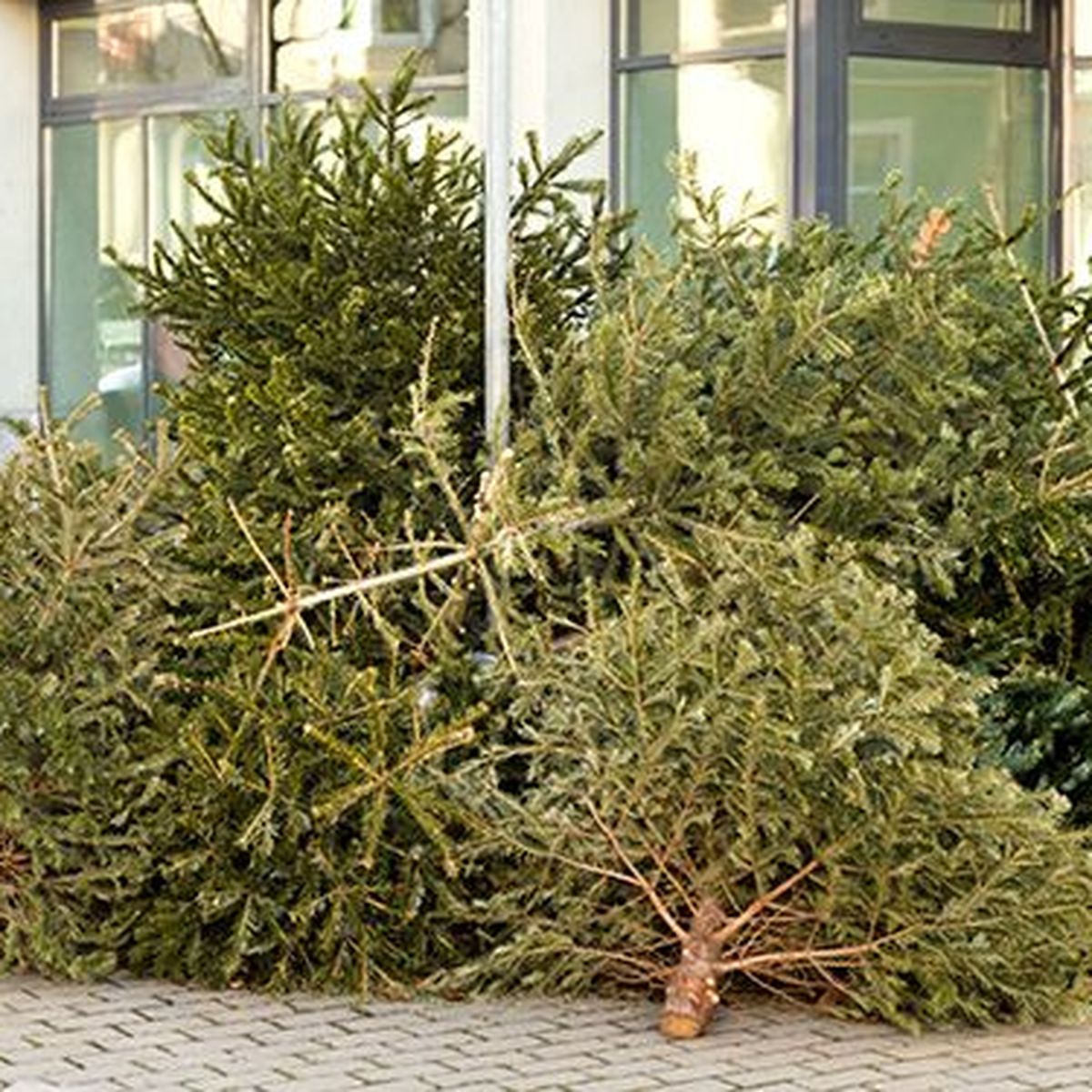 Collecte des sapins de Noël - Communauté de Communes du Plateau Picard