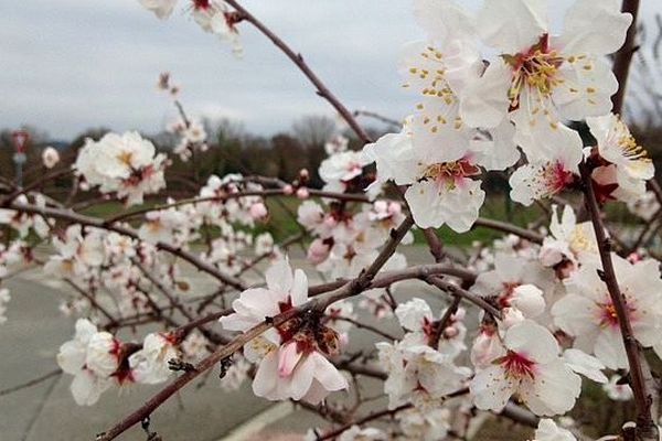 C'est le printemps avant l'heure dans l'Aude - 26 janvier 2016.