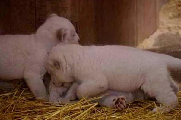 Les 3 lionceaux blancs du zoo d'Amnéville