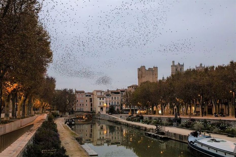 Narbonne : une météo des oiseaux pour les sports nature