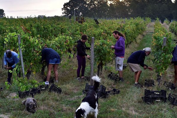 Viticulteurs et arboriculteurs en tête des intentions d'embauche en Auvergne-Rhône-Alpes, où les emplois saisonniers représentent 35% des emplois proposés en 2019.