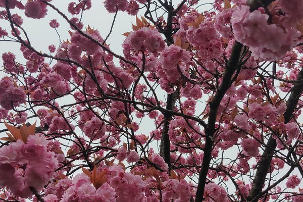 Heureusement la nature nous rappelle que nous sommes bien au printemps