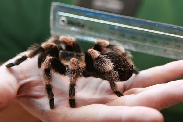 Le Colmarien a été condamné, conformément aux réquisitions du procureur, à huit mois de prison avec sursis. Il devra s'acquitter d'une contravention de 1.000 euros pour défaut d'identification d'animaux. (image d'illustration)