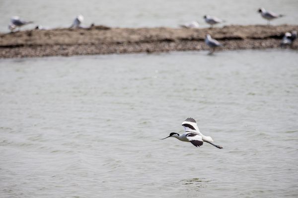 Un cas de grippe aviaire dans la faune sauvage a été confirmé, dans la commune de Mers-les-Bains. Illustration