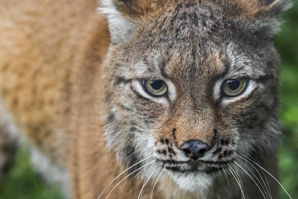 Le lynx est une espèce protégée. Le massif du Jura compte 100 lynx environ sur son vaste territoire. 