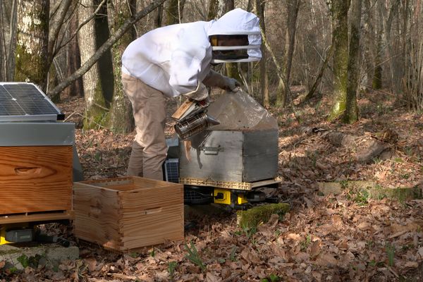 La technologie pour suivre les évolutions des abeilles dans les ruches connectées.