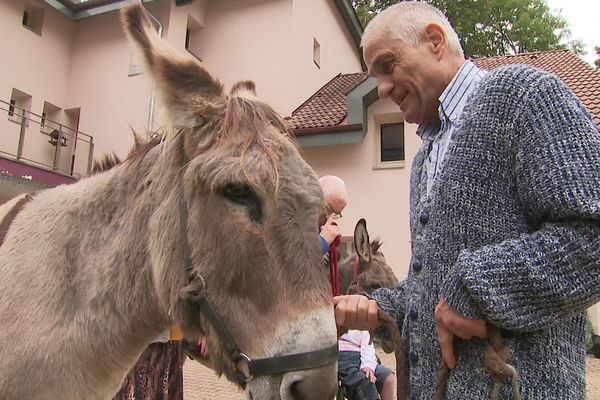 Grisor, l'un des deux ânes en visite dans un Ehpad, à Monestier-de-Clermont.