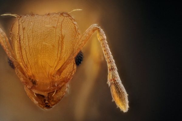 Une fourmi ouvrière Wasmannia auropunctata, aussi appelée "fourmi électrique" trouvée sur la commune de la Croix-Valmer (Var), octobre 2024.