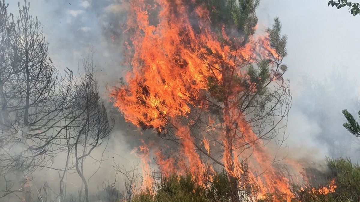 Feu En Foret De Rennes Intervention Des Pompiers En Cours