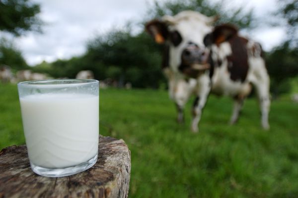 Un verre de lait bio et une vache normande sont photographiés, le 16 aout 2007, sur l'exploitation d'Eric Maertens à Douville-en-Auge, dans le Calvados.