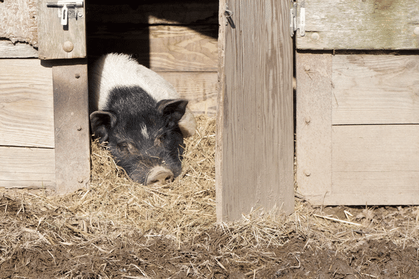 Potter, un cochon chouchouté au sein de la ferme des lionnes