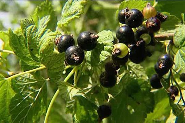 La variété "noir de Bourgogne" est la Rolls du cassis