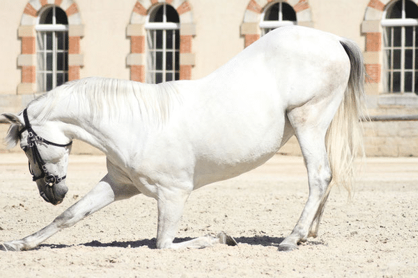 Le haras national de Cluny existe depuis 210 ans.