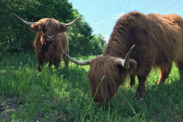 Les Highlands Cattle peuvent rester en extérieur toute l'année grâce à leur fourrure épaisse. 