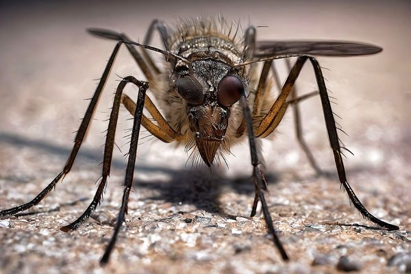 Le virus West Nile est transmis par un moustique infecté par des oiseaux.