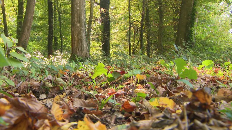 Ici, pas question de polluer le sol avec des produits chimiques.