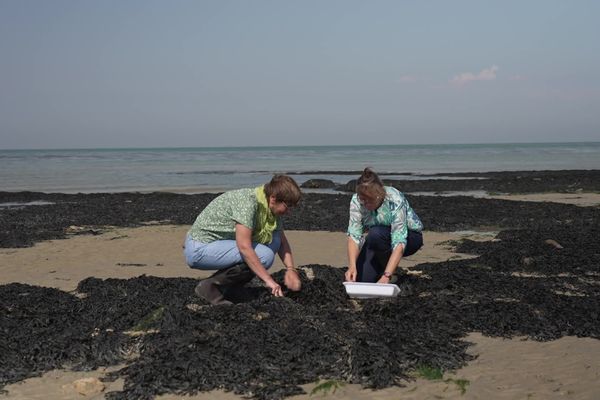 Les biologistes du Centre de recherche en environnement côtier (CREC) sur l'estran de Luc-sur-mer (Calvados).