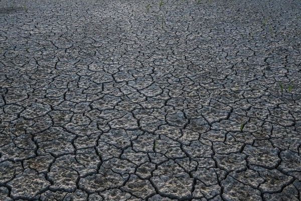 Sol desséché dans l'est de la France, en juillet 2019