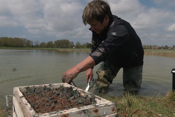 Reinette place les vers ramassés dans un tamis pour les débarrasser de la vase.