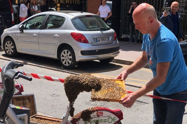 Thierry Rolland a été appelé hier pour venir récupérer un essaim d'abeilles qui s'était installé, en plein centre-ville, sur la selle d'un VélôToulouse. 