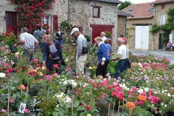 La fête de la rose attire chaque année 2500 visiteurs environ.