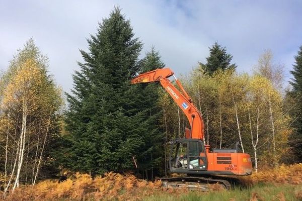 Les sapins de Bordeaux viennent très souvent des forêts corréziennes.