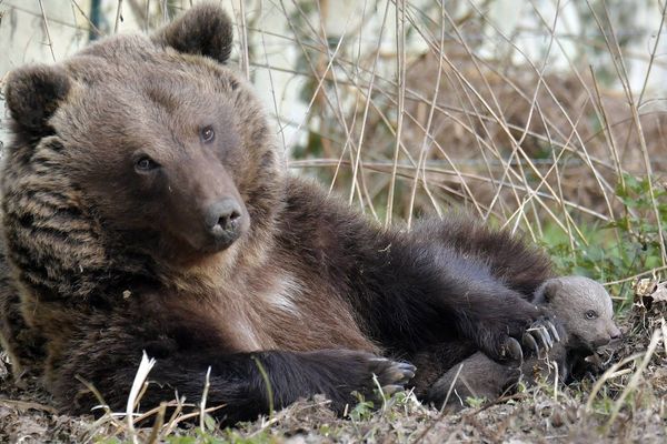 Illustration naissance d'un petit ours brun au zoo de la Boissière du Doré (Loire Atlantique)