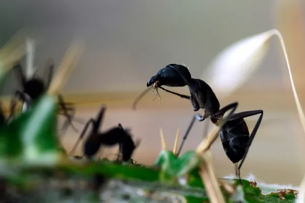 Espèce invasive en Corse, la fourmi Tapinoma Magnum est reconnaissable par sa couleur noire, sa petite taille et l'odeur particulière qu'elle dégage quand elle se sent menacée.