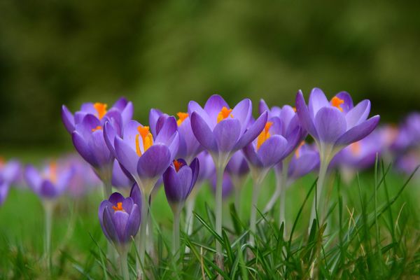 Les crocus commencent à sortir  !