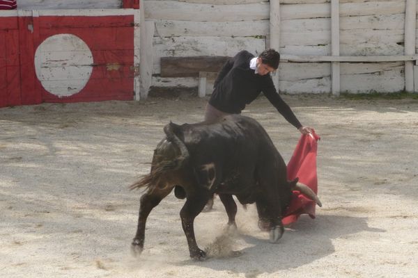 Thomas Joubert toréant par naturelles à Gimeaux en 2011. il se faisait appeler "Tomasito" à l'époque…