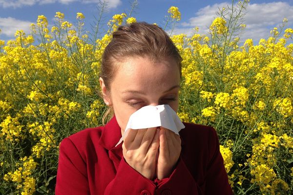 Allergique au pollen ? Suivez les pics de pollinisation dans toute la région