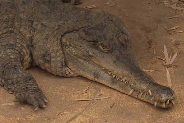 Léon est le seul crocodile mâle de race "Faux-gavial" reproducteur en Europe