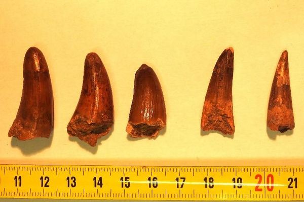 Parmi les dents de dinosaure découvertes par les douaniers de Nice, cinq appartiendraient vraisemblablement à un Dyrosaurus phosphaticus.