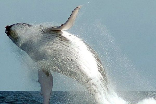 "Sale temps pour les océans" - Émission spéciale - Samedi 28 septembre 2013 à 15 H 25