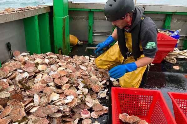 Pêche coquilles Saint-Jacques en baie de Saint-Brieuc - octobre 2023