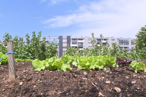 La Mairie de Limoges compte mettre des légumes dans ses espaces verts.