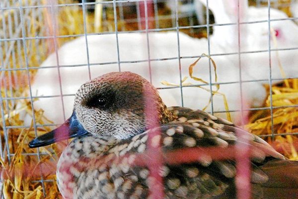 Exposition Nationale d'Aviculture du Midi-Toulousain du 9 au 10 janvier au Parc des exposition du Toulouse