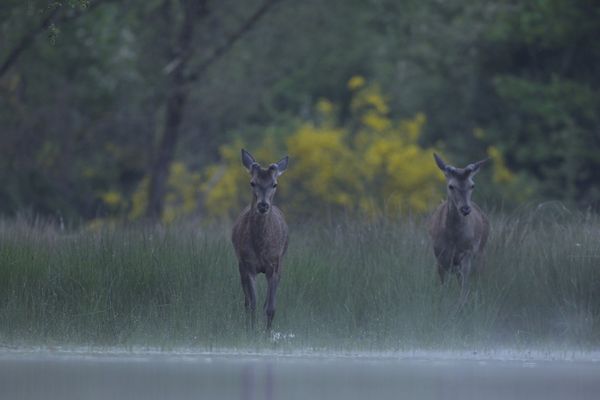 Des Cerfs en Sologne.