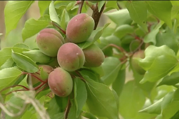 Récolte 2016 des abricots dans la Drôme : tout va se jouer en mai et juin ...