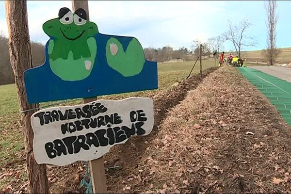 Le "crapauduc" de Tourtouse (09) est installé chaque année depuis six ans pour éviter une hécatombe de batraciens pendant la saison des amours.