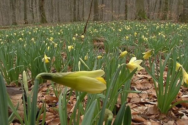 Voilà un sous-bois jaune impressionnant....