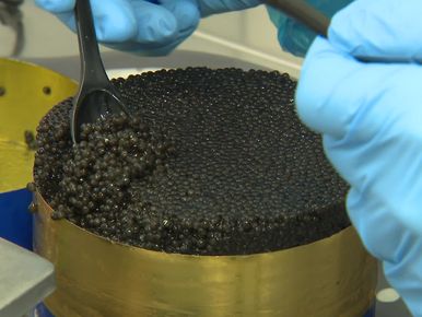 Le caviar français sur la troisième marche du podium - Grand reportage