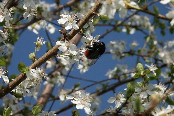 Le printemps, c'est maintenant